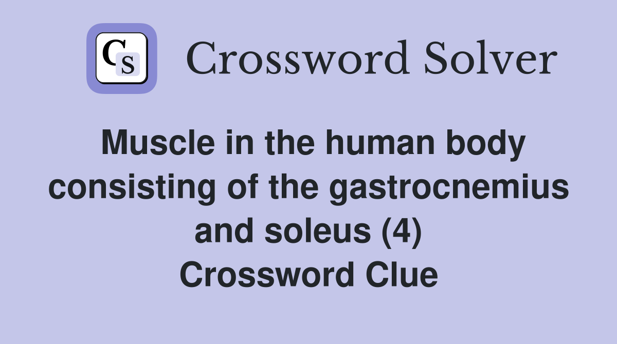 Muscle in the human body consisting of the gastrocnemius and soleus (4) Crossword Clue Answers